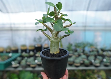 アデニウム　Adenium　No.16
