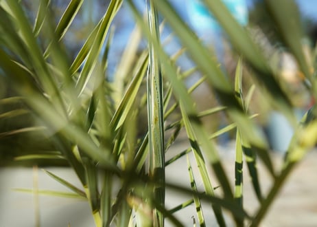 ナツメヤシ　Phoenix dactylifera  No.1
