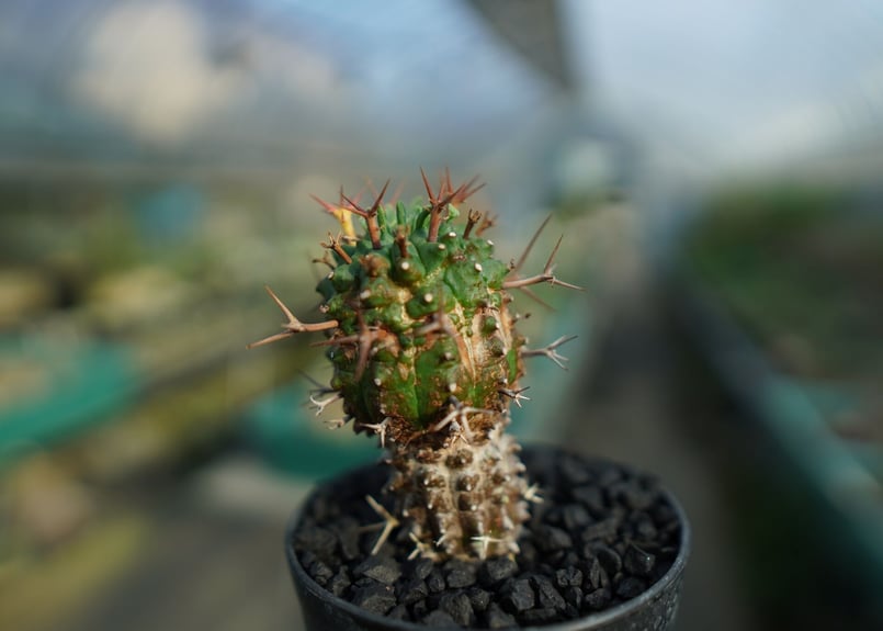 ユーフォルビア 群星冠 Euphorbia stellispina No.2 | mana'