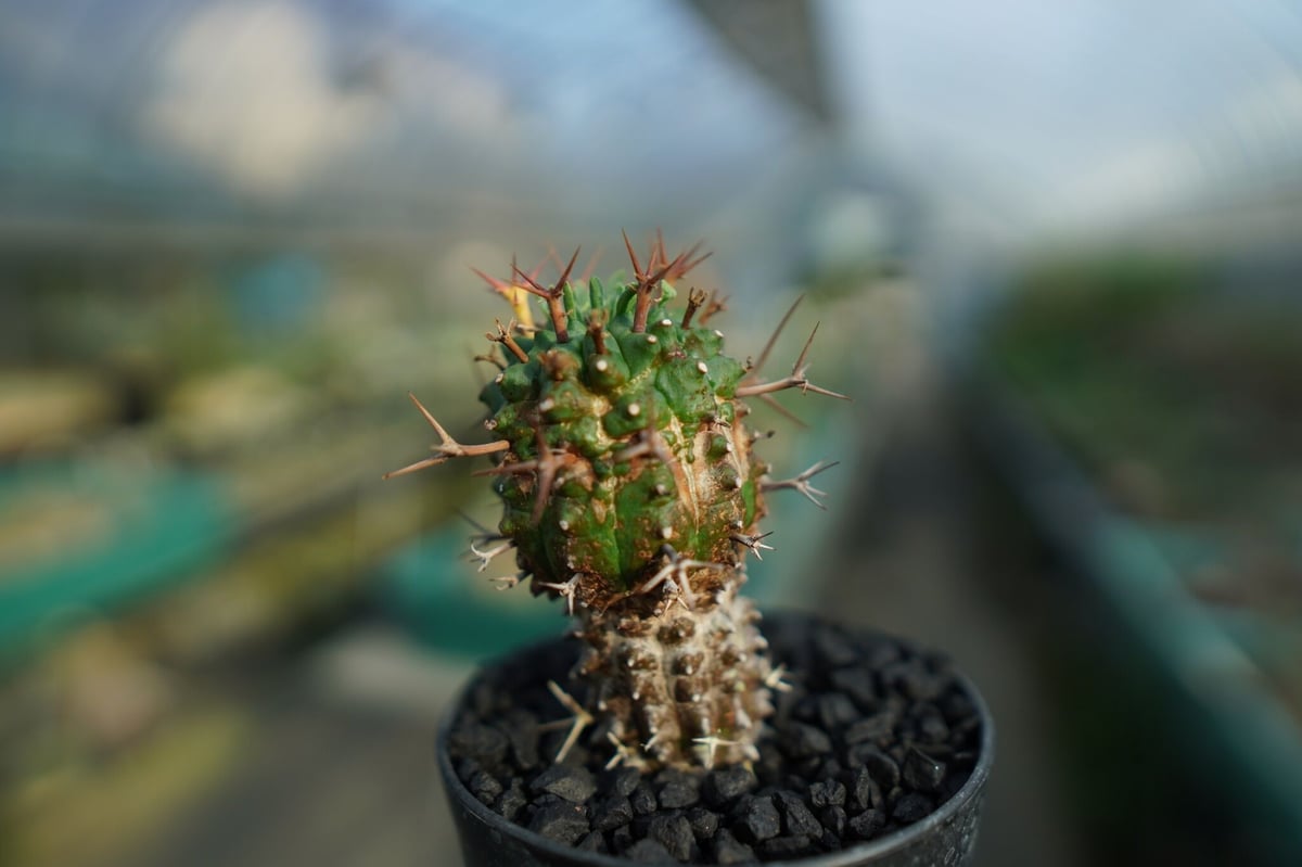 メス株Euphorbia stellispina - 群星冠 2株セット