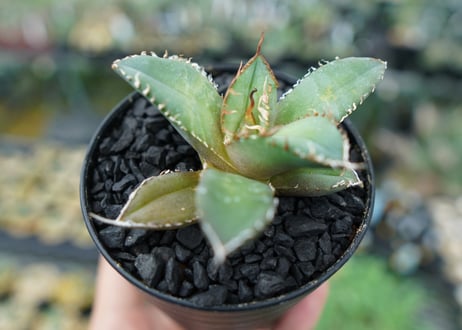 アガベ　チタノタ　FO-76　Agave titanota  FO-76　No.5