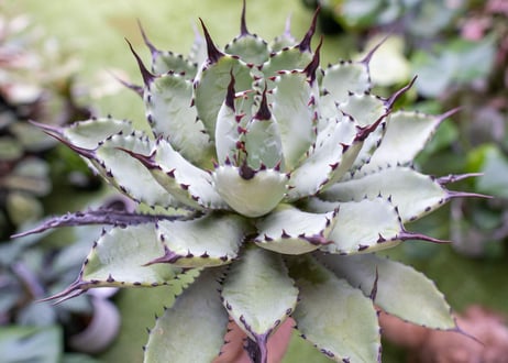 Agave macroacantha x Potatorum　大　超短葉