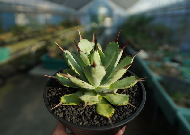 アガベ　マクロアカンサ大株 アガベ マクロアカンサ 黄覆輪 Agave macroacantha 'Blue Ribbon