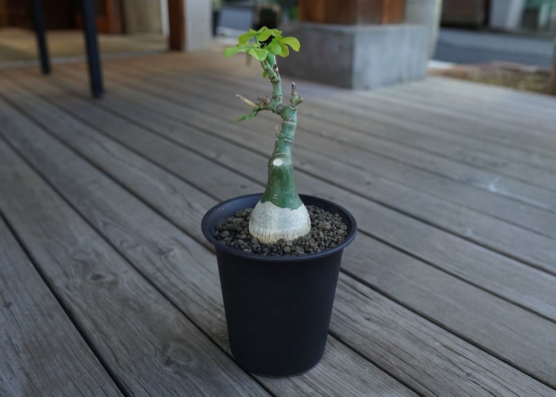 アデニア グラウカ Adenia glauca | mana's farm:塊根植物