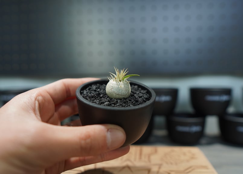 パキポディウム エブレネウム 沖縄実生株 | mana's farm:塊根植物