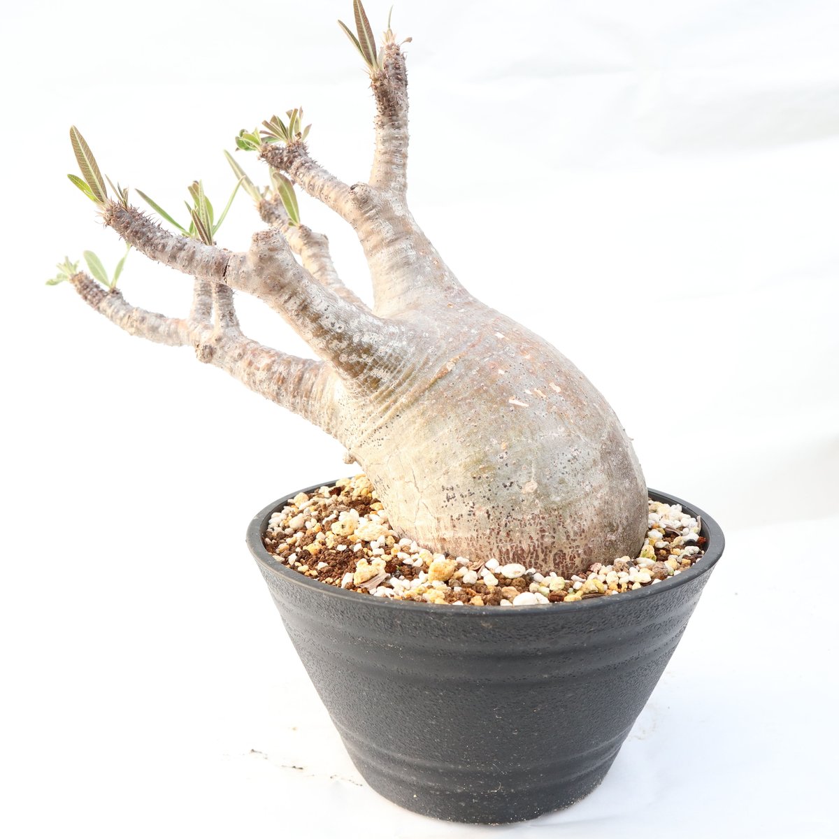 塊根植物 グラキリス パキポディウム グラキリス no.87 | mana's farm:塊根植物・アガベ