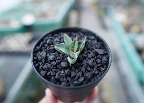 アガベ　チタノタ　 ブラックアンドブルー 　Agave titanota black and blue　No.14