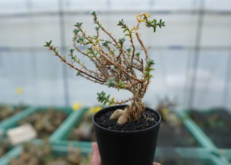 姫紅小松　Trichodiadema bulbosum No.1