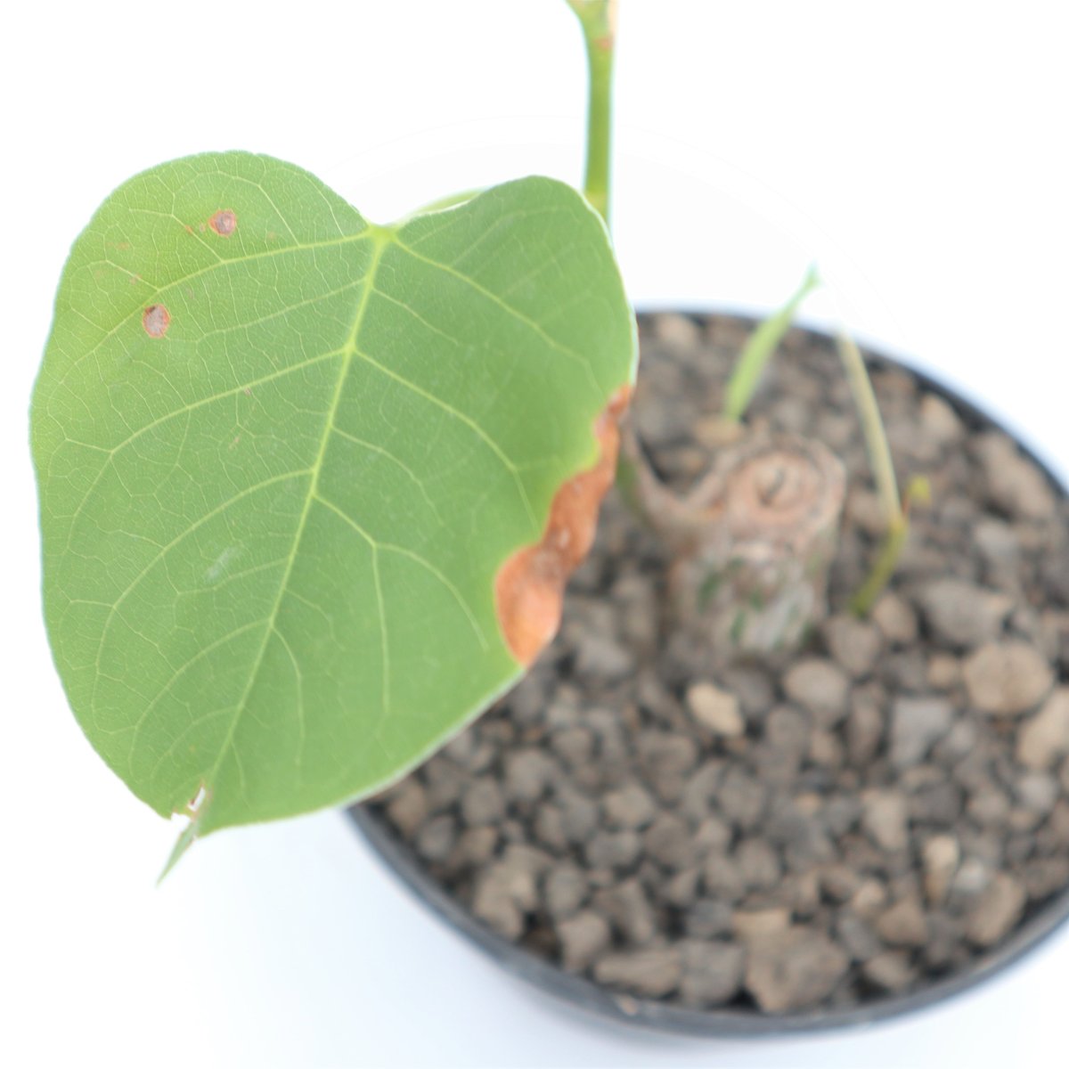 ボンバックス 国内実生苗 | mana's farm:塊根植物・アガベ・ドライ