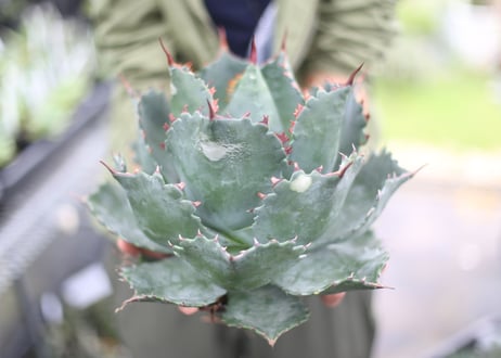 Agave parrasana x isthmensis