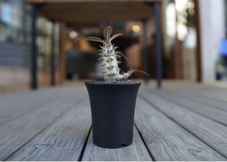 パキポディウム　バロニー　Pachypodium baronii
