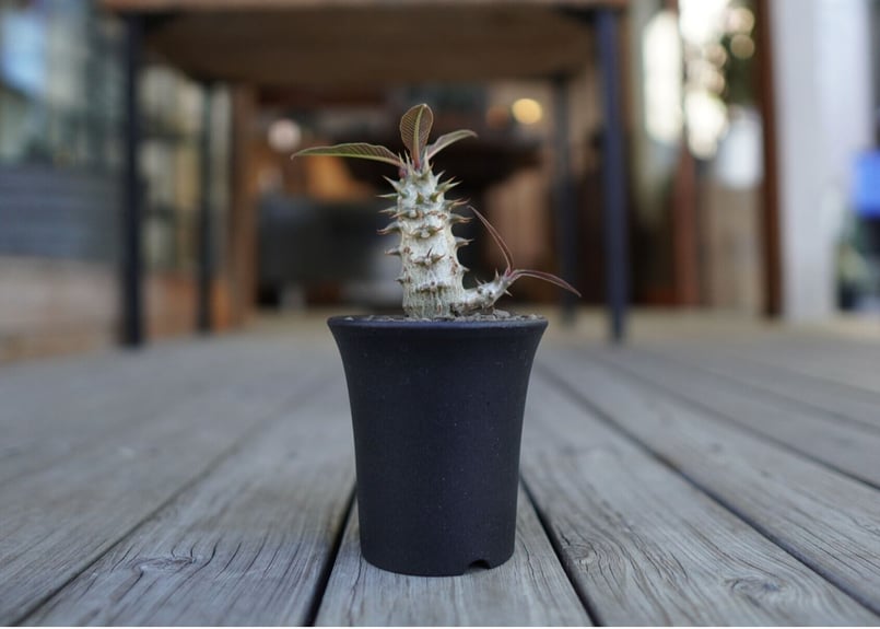 パキポディウム バロニー Pachypodium baronii | mana's farm: