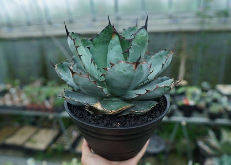 アガベ　チタノタ　 ブラックアンドブルー 　Agave titanota black and blue　No.2