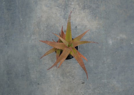 アロエ　SP　Aloe SP