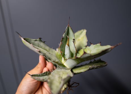 Agave titanota Agave B&B No.2