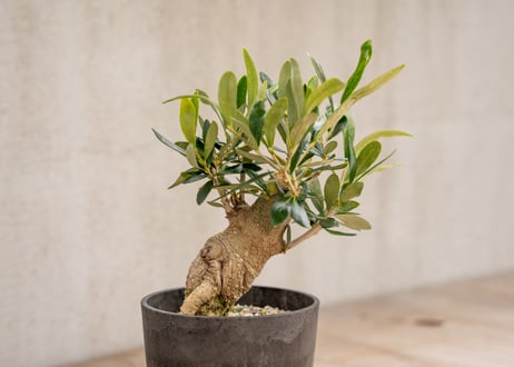 盆栽 オリーブ 根上がり