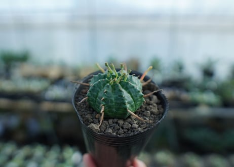 ユーフォルビア　バリダ　Euphorbia valida　No.1