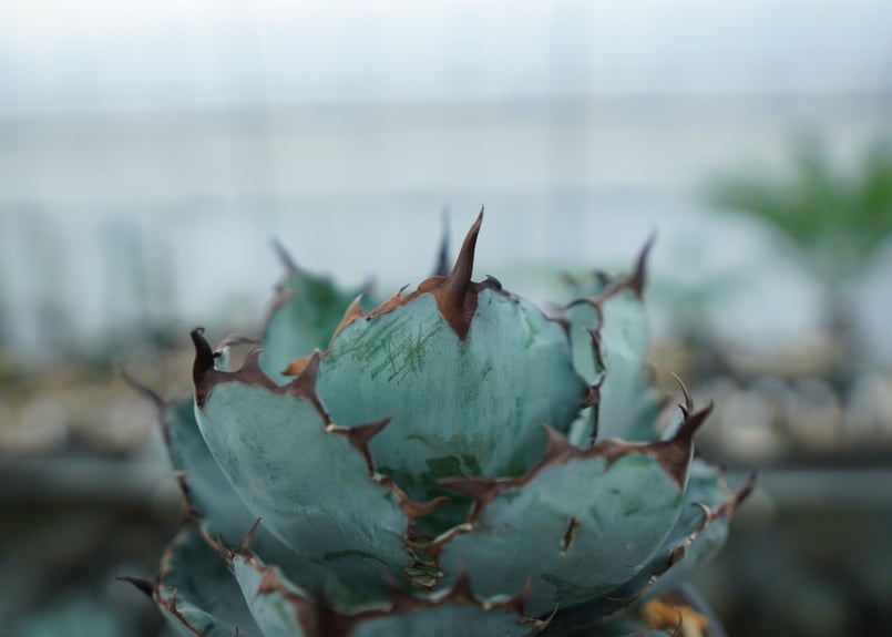 アガベ チタノタ ブラックアンドブルー Agave titanota black and