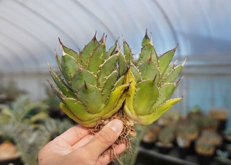 agave titanota 剣竜　No.4
