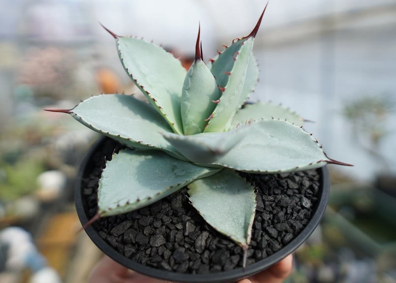 アガベ ドラゴントゥース Agave Dagontoes No.2 | mana's farm