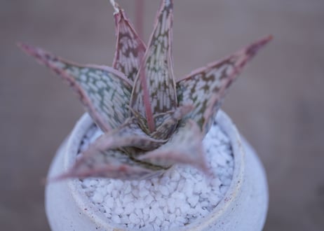 アロエ　ドリアンフレーク Aloe rauhii 'Dorian-flake'