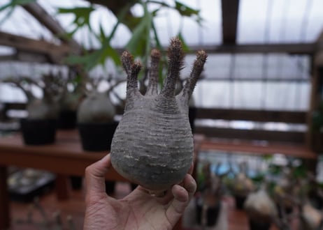 パキポディウム　グラキリス　Pachypodium gracilius　抜き苗　№172