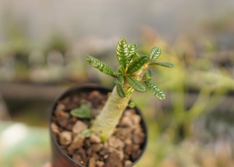 【レア/塊根植物】ドルステニア ギガス 鉢植え A-2 レア/塊根植物】ドルステニア ギガス 鉢植え A-2