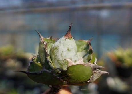 agave　titanota　ブラックアンドブルー　No.6