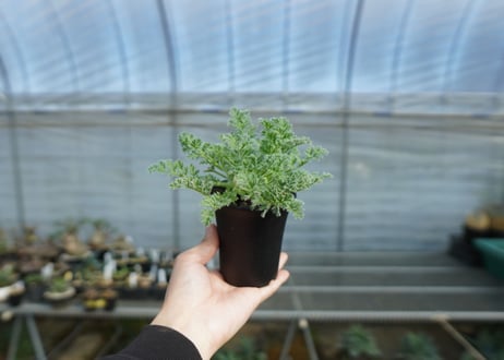 ペラルゴニウム　アッペンディクラツム　Pelargonium appendiculatum　C14