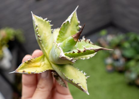 Agave Sowing seeds NO.2
