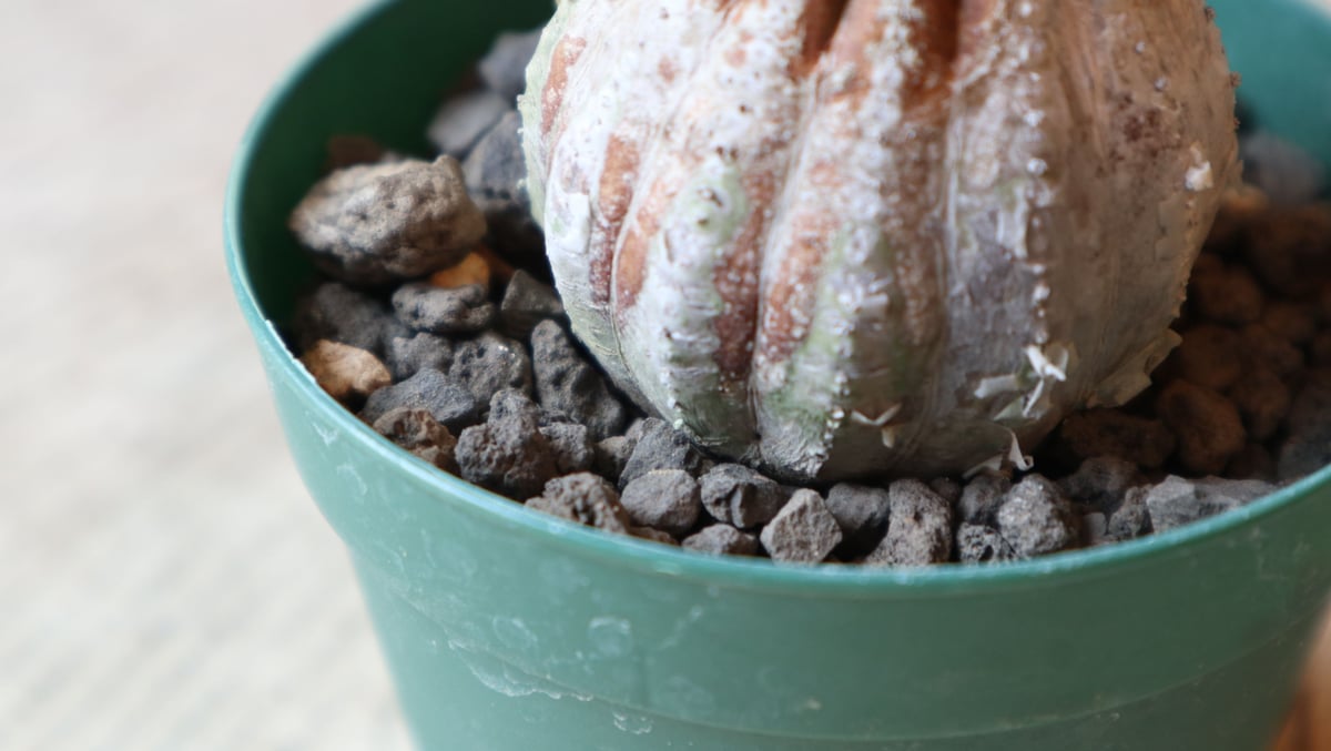 ユーフォルビア オベサ ハイブリッド | mana's farm:塊根植物・アガベ