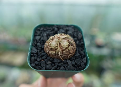 亀甲竜　Dioscorea elephantipes　No.4