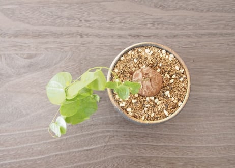 亀甲竜 ディオスコレア エレファンティペス dioscorea elephantipes no.4