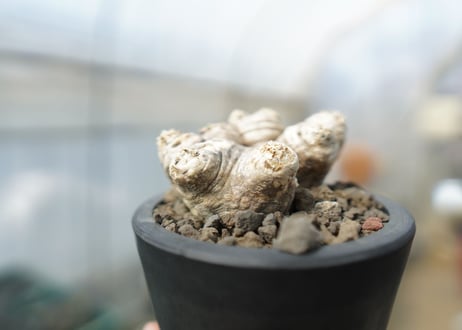 パキポディウム　恵比寿笑い　Pachypodium brevicaule