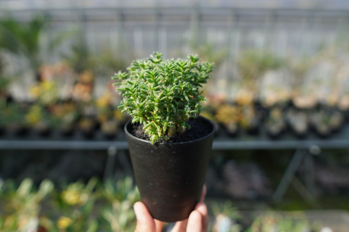 トリコディアデマ ステラツム Trichodiadema stellatum | mana's