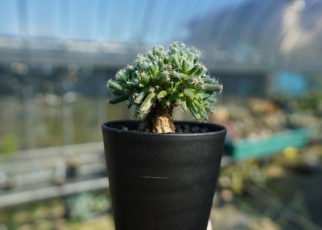 トリコディアデマ　デンサム　Trichodiadema densum  No.4