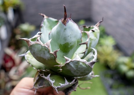 Agave B&B  №1