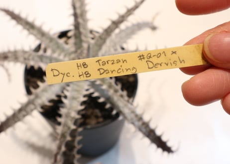 Dyckia HB Tarzan X HB Dancing Dervish