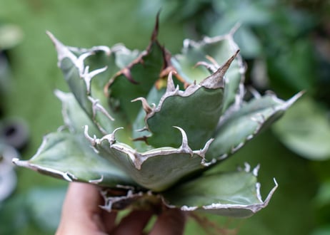 Agave titanota 白鯨嚴龍 A NO.3