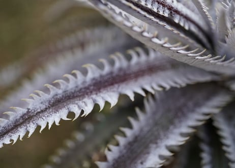 Dyckia Southernstar