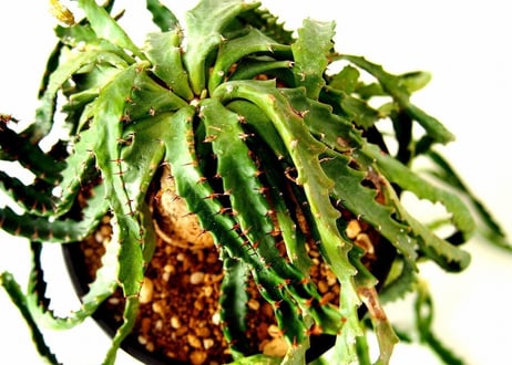ユーフォルビア ステラータ 飛竜  Euphorbia stellata 12 未発根