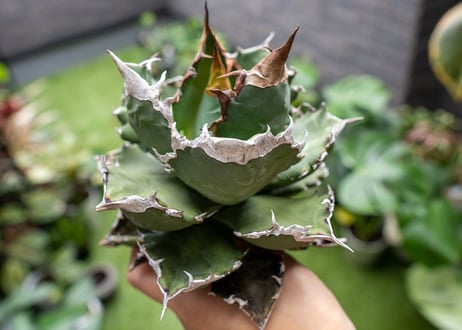 Agave White flame B 白火焔  NO.3