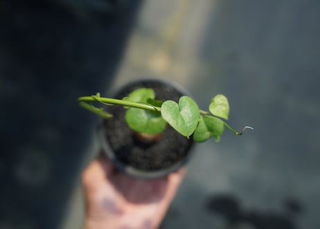 亀甲竜　Dioscorea elephantipes No.6