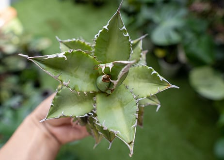 Agave Sowing seeds A NO.4