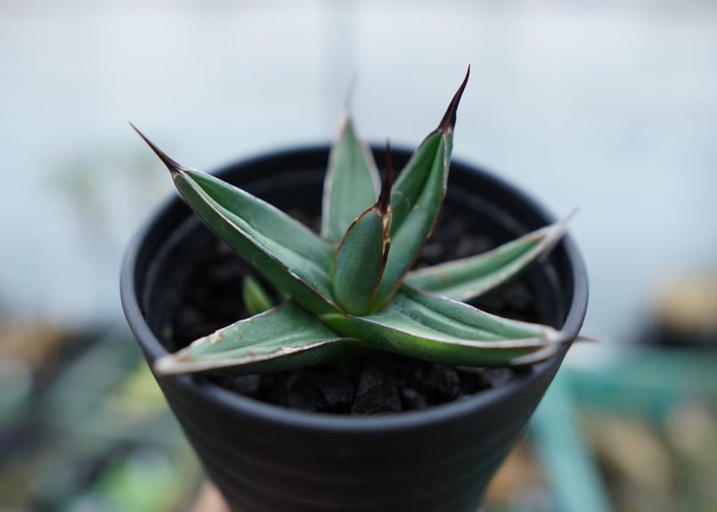 アガベ ニッケルシー Agave nickelsiae No.2 | mana's farm