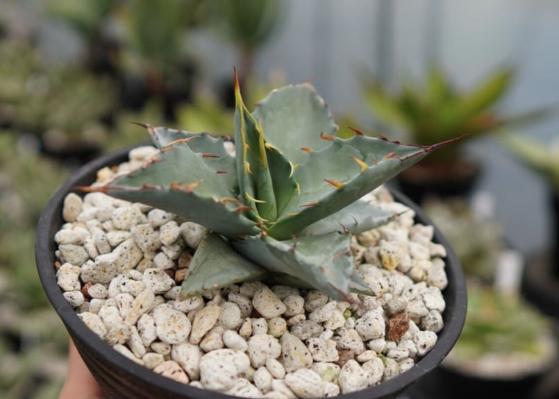 良質で安価な製品 Hybrid Agave TiMarg ハイブリッドアガベチタノタ