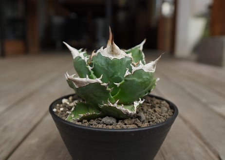 アガベ　チタノタ　白火焔　agave titanota white fire