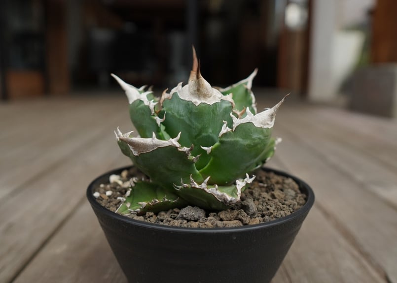 白火焔　agave titanota white fire アガベ　チタノタ