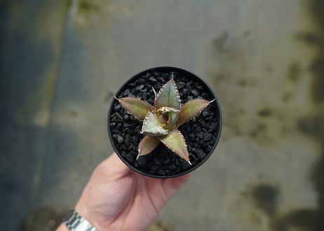 アガベ　チタノタ　FO-76　agave titanota  FO-76