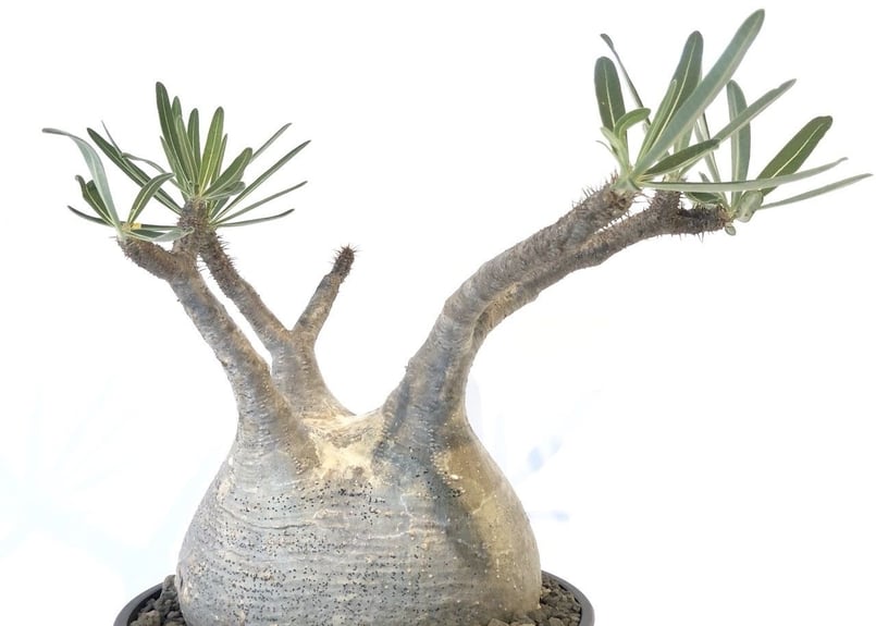 パキポディウム グラキリス No.142 | mana's farm:塊根植物・アガベ・ド